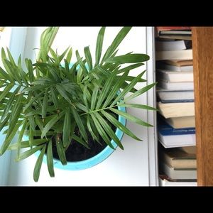 Meet your Posher, Priscilla